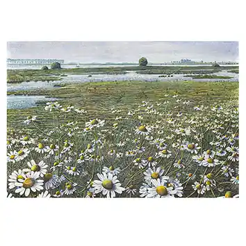 Wenskaart Drago Pecenica – kamille langs de IJssel – 15 x 15 Koop Vandaag