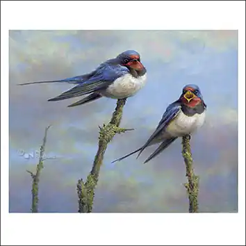 Speciale Aanbieding Wenskaart Erik van Ommen – Boerenzwaluwen – 15 x 15