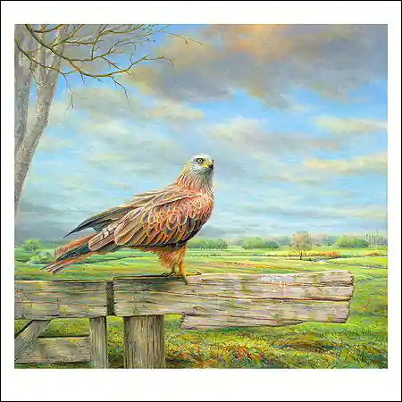 Direct Beschikbaar Wenskaart Erik van Ommen – Rode wouw – 15 x 15