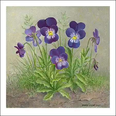 Wenskaart Maarten 't Hart – Viooltjes – 10 x 10 Must-Have