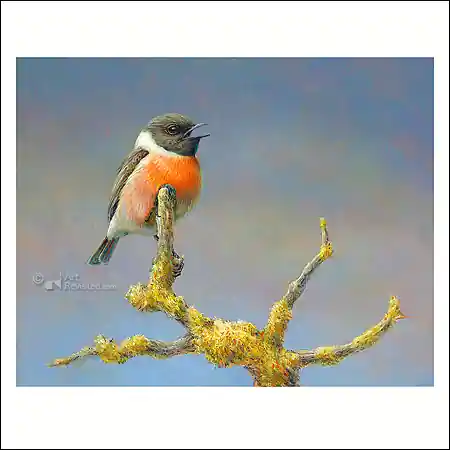 Aanbieding Wenskaart Erik van Ommeren – Roodborststapuit – 15 x 15