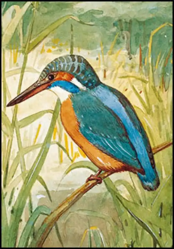Tijdelijk Beschikbaar Ansichtkaart PC1393 – Ijsvogel – Jan van Oort