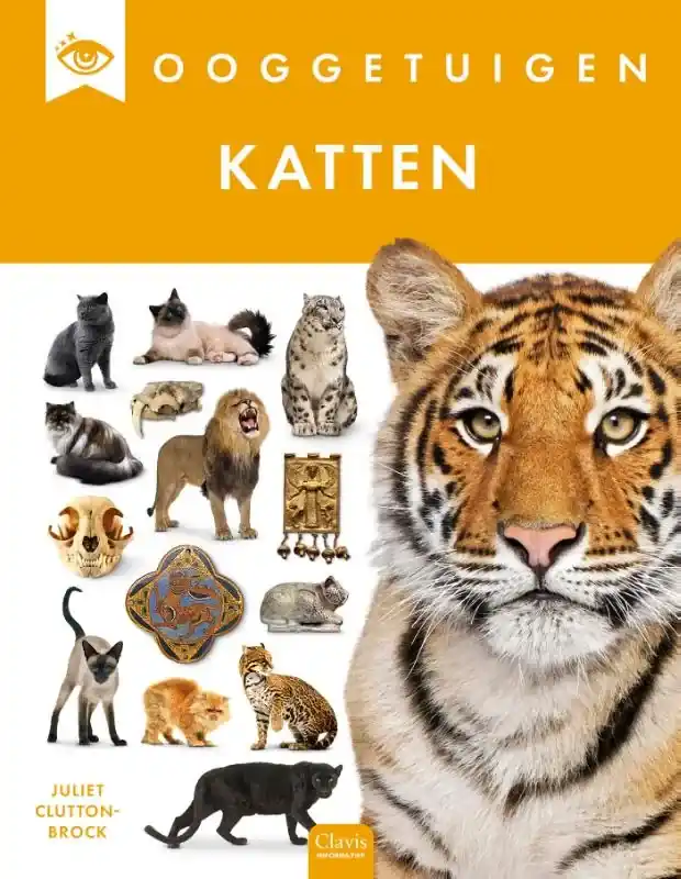 Direct Beschikbaar Katten