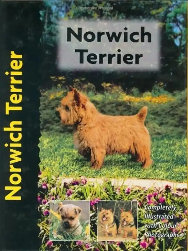 Norwich Terrier - Alice Kane Betaalbaar